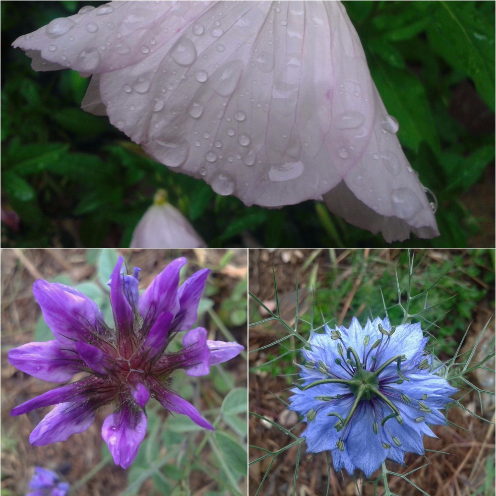 Photo Collage Made With